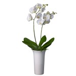 Skicka Blommor - Vit orkide